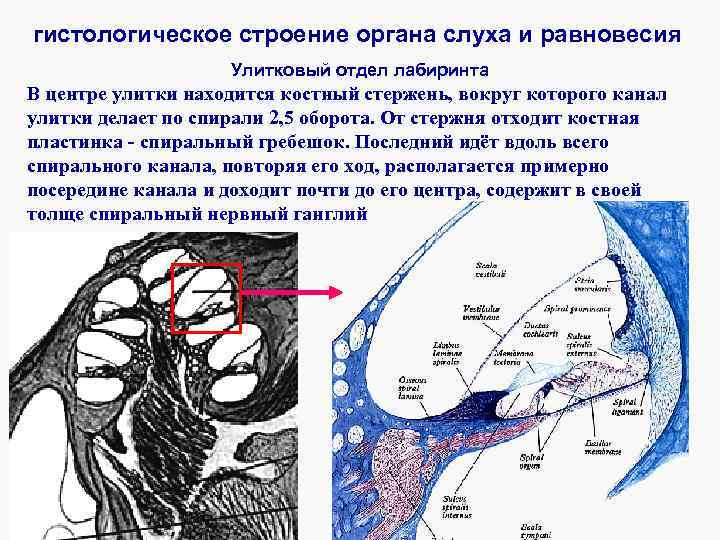 Схема строения преддверно улиткового органа