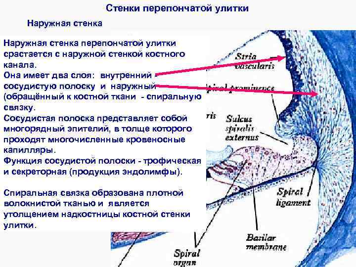 Функции периферического отдела органа слуха карта памяти