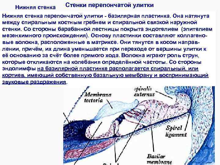 Стенки улиткового протока