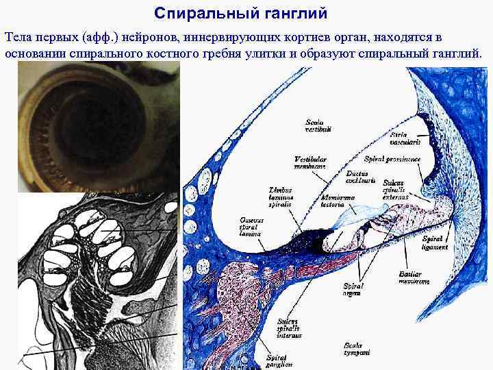 Спиральный ганглий Тела первых (афф. ) нейронов, иннервирующих кортиев орган, находятся в основании спирального