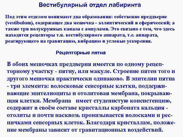 Вестибулярный отдел лабиринта Под этим отделом понимают два образования: собственно преддверие (vestibulum), содержащее два