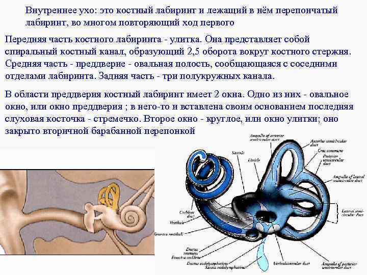 Внутреннее ухо расположено в полости кости. Костный и перепончатый Лабиринт внутреннего уха. Внутреннее ухо костный и перепончатый лабиринты. Строение костного и перепончатого Лабиринта внутреннего уха. Внутреннее ухо костный Лабиринт перепончатый Лабиринт.