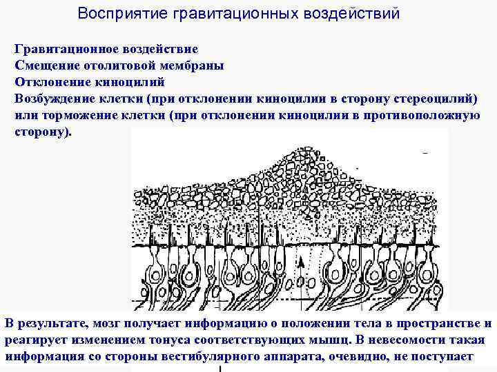 Восприятие гравитационных воздействий Гравитационное воздействие Смещение отолитовой мембраны Отклонение киноцилий Возбуждение клетки (при отклонении