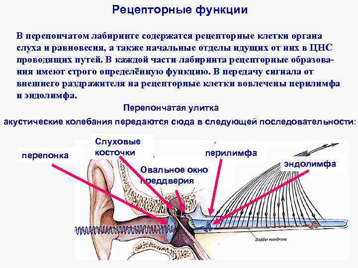 Орган равновесия функции кратко. Локализация рецепторных клеток органа слуха. Типы рецепторных клеток органа равновесия. Рецепторные клетки органа равновесия. Рецепторные клетки органа равновесия расположены:.