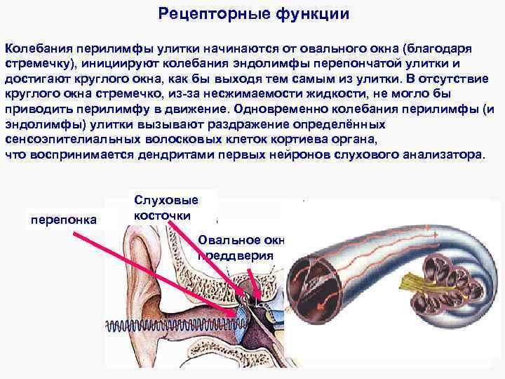 Функции периферического отдела органа слуха карта памяти