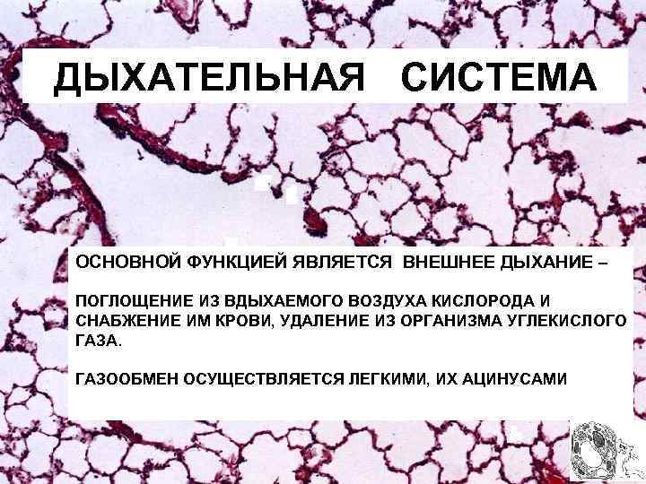 ДЫХАТЕЛЬНАЯ СИСТЕМА ОСНОВНОЙ ФУНКЦИЕЙ ЯВЛЯЕТСЯ ВНЕШНЕЕ ДЫХАНИЕ – ПОГЛОЩЕНИЕ ИЗ ВДЫХАЕМОГО ВОЗДУХА КИСЛОРОДА И
