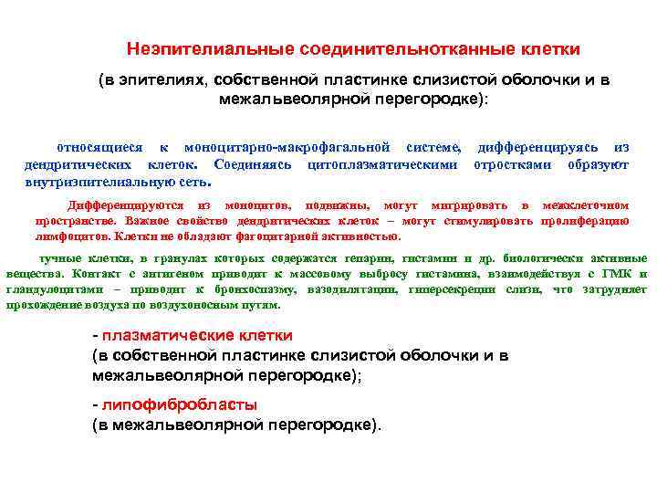 Неэпителиальные соединительнотканные клетки (в эпителиях, собственной пластинке слизистой оболочки и в межальвеолярной перегородке): относящиеся