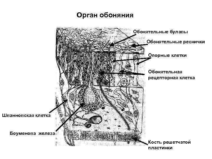 Орган обоняния Обонятельные булавы Обонятельные реснички Опорные клетки Обонятельная рецепторная клетка Шванновская клетка Боуменова