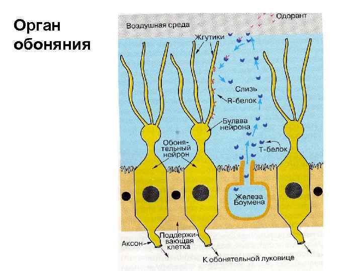 Орган обоняния ОБОНЯТЕЛЬНЫЕ ВОЛОСКИ ОБОНЯТЕЛЬНАЯ БУЛАВА ОПОРНЫЕ КЛЕТКИ ДЕНДРИТ РЕЦЕПТОРНАЯ КЛЕТКА БАЗАЛЬНАЯ КЛЕТКА ОБОНЯТЕЛЬНЫЙ