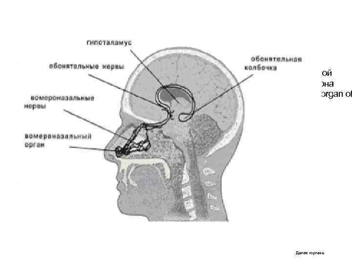 Ф • . ронтальное сечение назальной полости человеческого эмбриона (28 мм длиной). (Vomeronasal organ