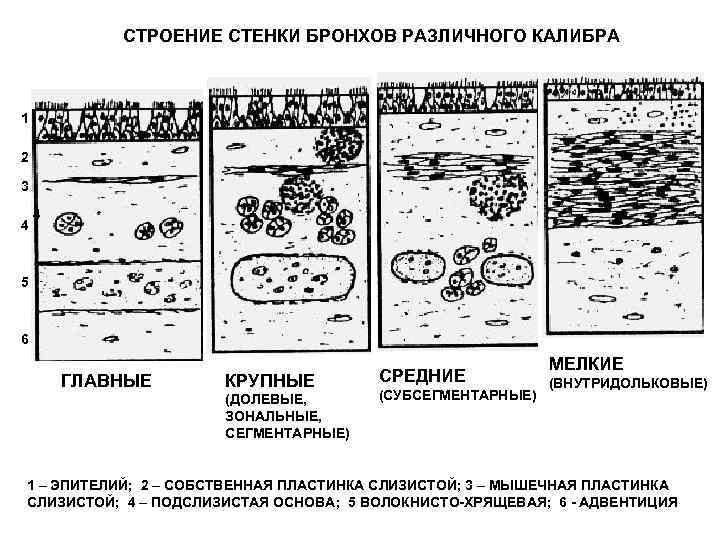 Стенки бронхов