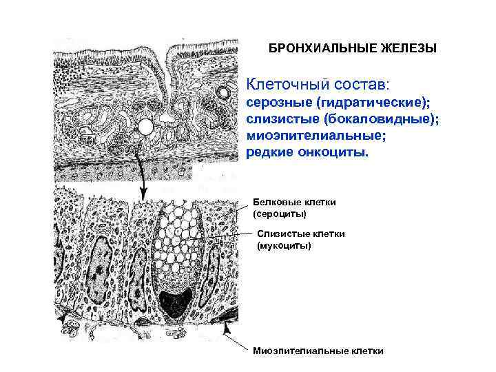 БРОНХИАЛЬНЫЕ ЖЕЛЕЗЫ Клеточный состав: серозные (гидратические); слизистые (бокаловидные); миоэпителиальные; редкие онкоциты. Белковые клетки (сероциты)