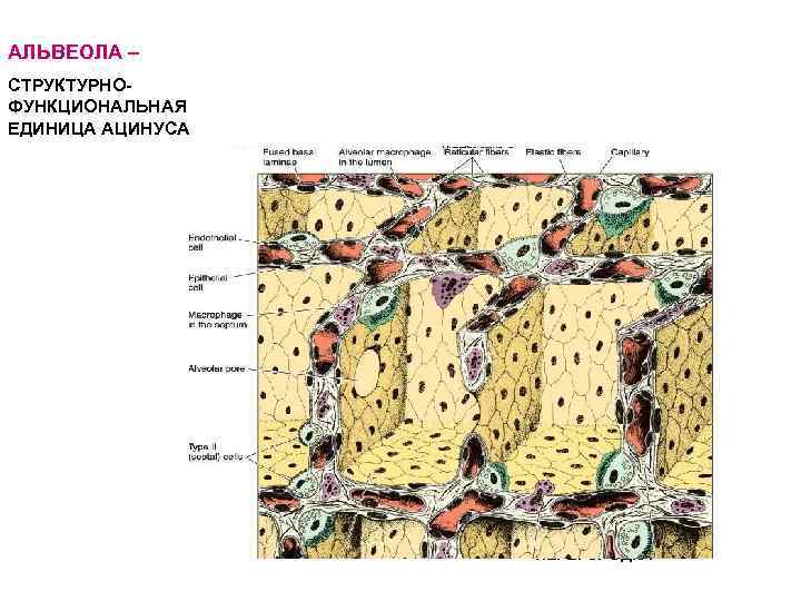 АЛЬВЕОЛА – СТРУКТУРНОФУНКЦИОНАЛЬНАЯ ЕДИНИЦА АЦИНУСА ГЕМОКАПИЛЛЯРЫ МИОЦИТЫ АЛЬВЕОЛЯРНЫЕ ПОРЫ МЕЖАЛЬВЕОЛЯРНАЯ ПЕРЕГОРОДКА 