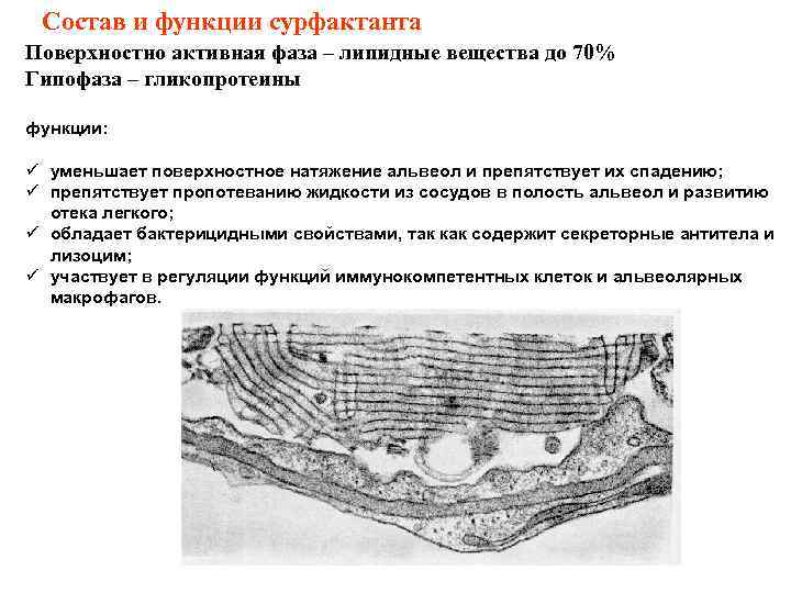 Состав и функции сурфактанта Поверхностно активная фаза – липидные вещества до 70% Гипофаза –