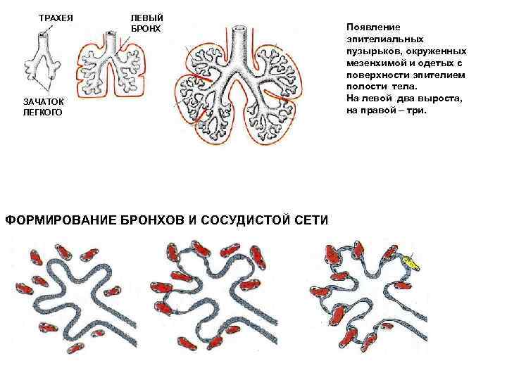 ТРАХЕЯ ЛЕВЫЙ БРОНХ ЗАЧАТОК ЛЕГКОГО ФОРМИРОВАНИЕ БРОНХОВ И СОСУДИСТОЙ СЕТИ Появление эпителиальных пузырьков, окруженных