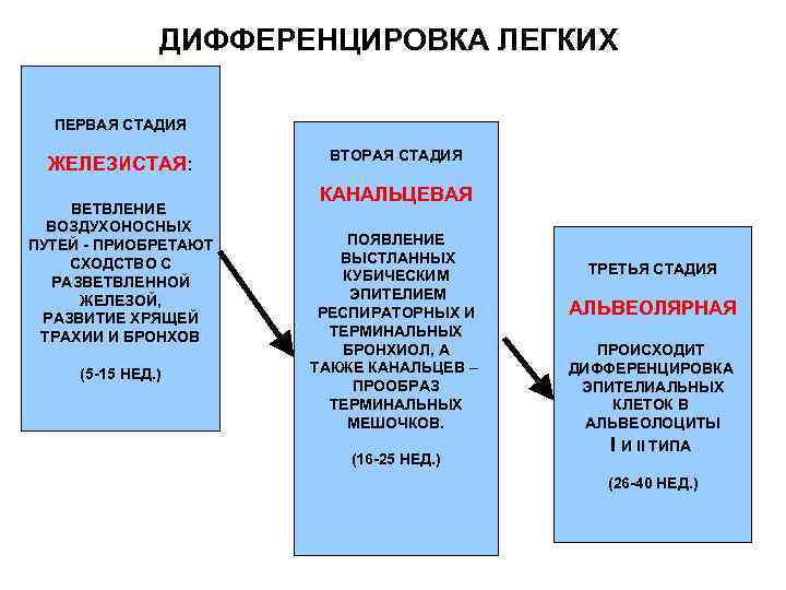 Эволюция легкое дыхание