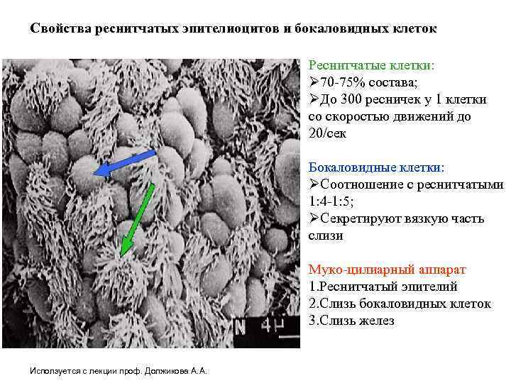 Свойства реснитчатых эпителиоцитов и бокаловидных клеток Реснитчатые клетки: Ø 70 -75% состава; ØДо 300