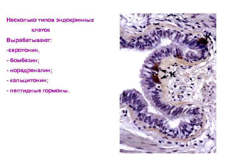 Несколько типов эндокринных клеток Вырабатывают: -серотонин, - бомбезин; - норадреналин; - кальцитонин; - пептидные