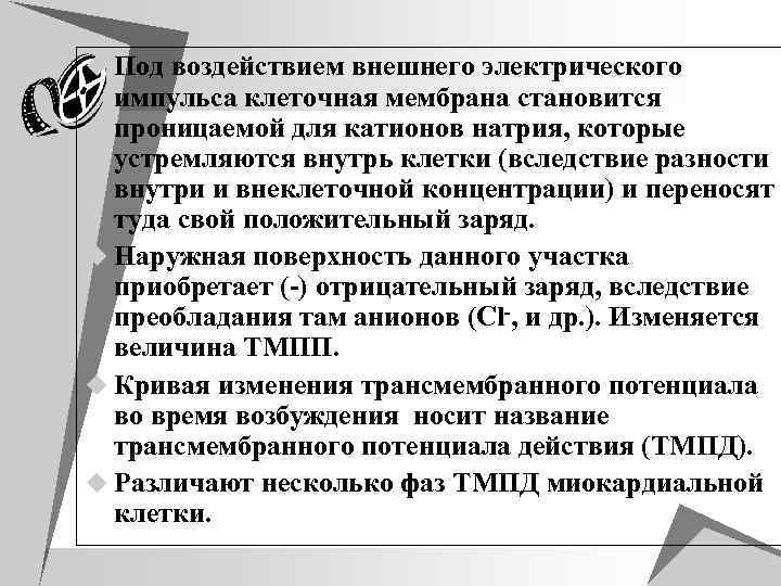 u Под воздействием внешнего электрического импульса клеточная мембрана становится проницаемой для катионов натрия, которые