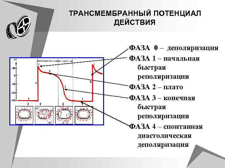 ТРАНСМЕМБРАННЫЙ ПOТЕНЦИАЛ ДЕЙСТВИЯ ФАЗА 0 – деполяризация ФАЗА 1 – начальная быстрая реполяризация ФАЗА