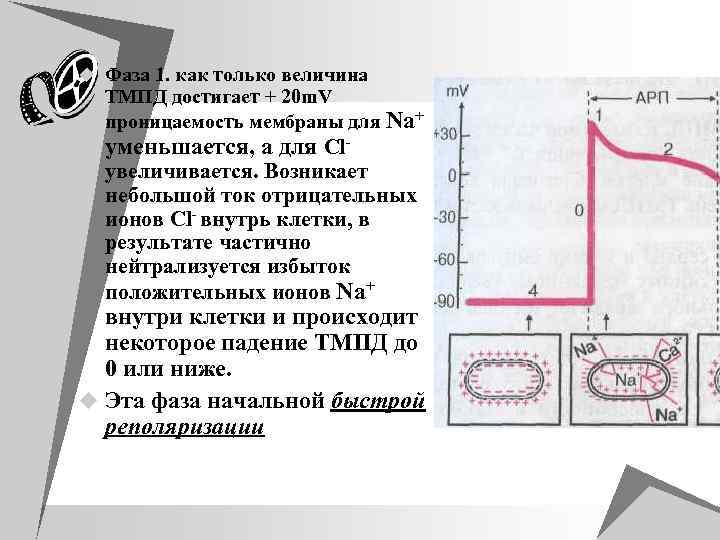 u Фаза 1. как только величина ТМПД достигает + 20 m. V проницаемость мембраны