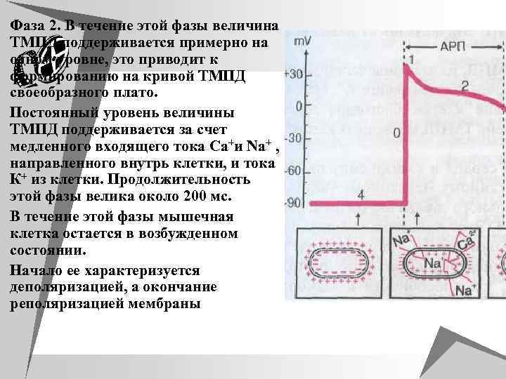 u Фаза 2. В течение этой фазы величина ТМПД поддерживается примерно на одном уровне,