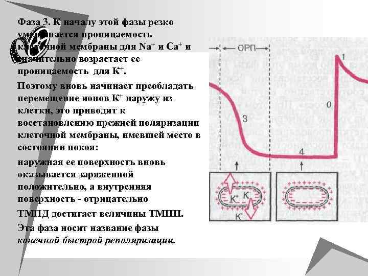 u Фаза 3. К началу этой фазы резко u u уменьшается проницаемость клеточной мембраны