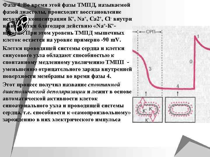 Фаза 4. Во время этой фазы ТМПД, называемой фазой диастолы, происходит восстановление исходной концентрации