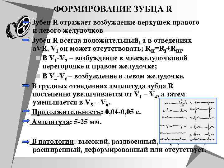 ФОРМИРОВАНИЕ ЗУБЦА R Зубец R отражает возбуждение верхушек правого и левого желудочков Зубец R