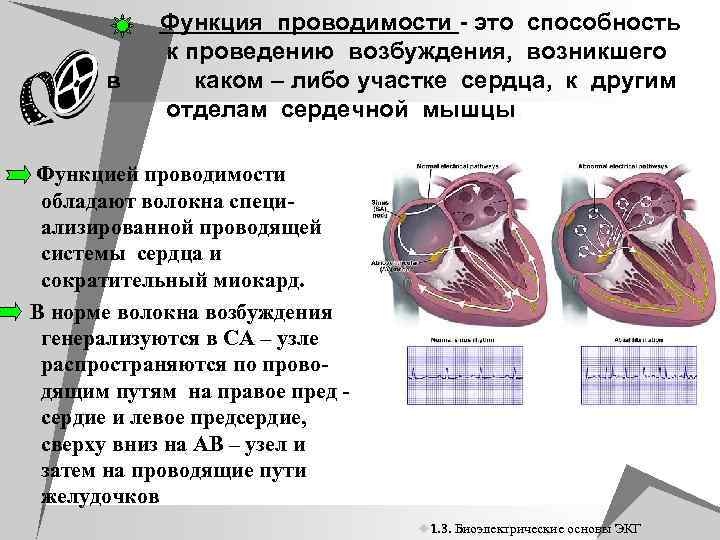 в Функция проводимости - это способность к проведению возбуждения, возникшего каком – либо участке