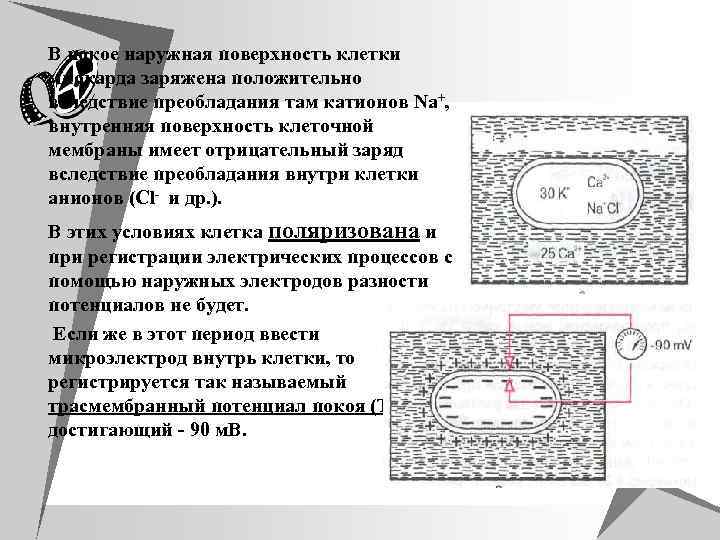 u В покое наружная поверхность клетки миокарда заряжена положительно вследствие преобладания там катионов Na+,