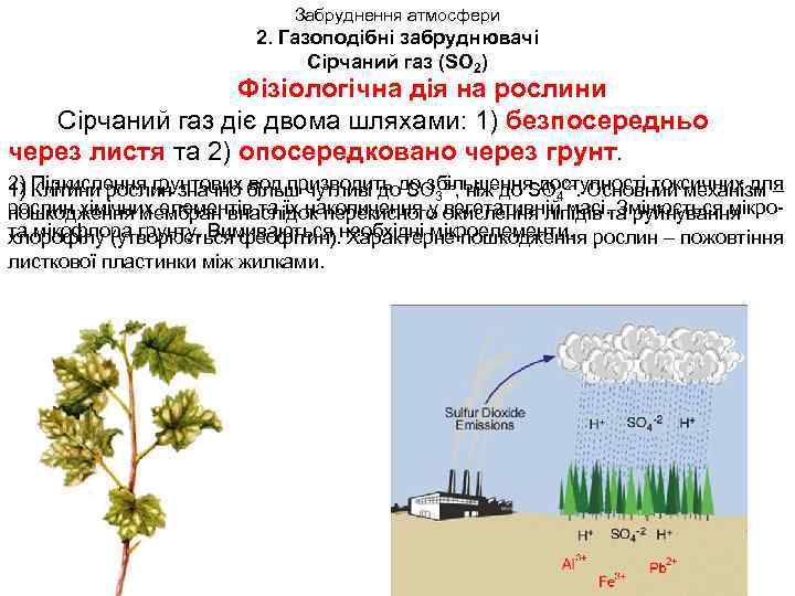 Забруднення атмосфери 2. Газоподібні забруднювачі Сірчаний газ (SО 2) Фізіологічна дія на рослини Сірчаний