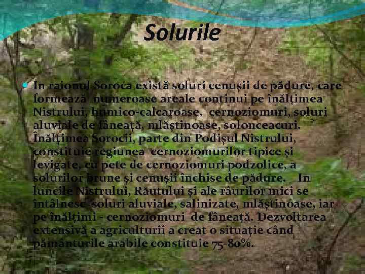 Solurile In raionul Soroca există soluri cenuşii de pădure, care formează numeroase areale continui