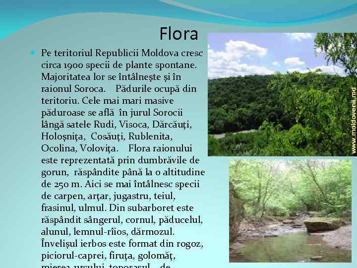 Flora Pe teritoriul Republicii Moldova cresc circa 1900 specii de plante spontane. Majoritatea lor