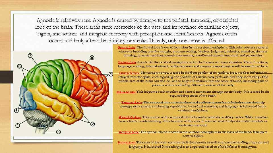 Agnosia is relatively rare. Agnosia is caused by damage to the parietal, temporal, or