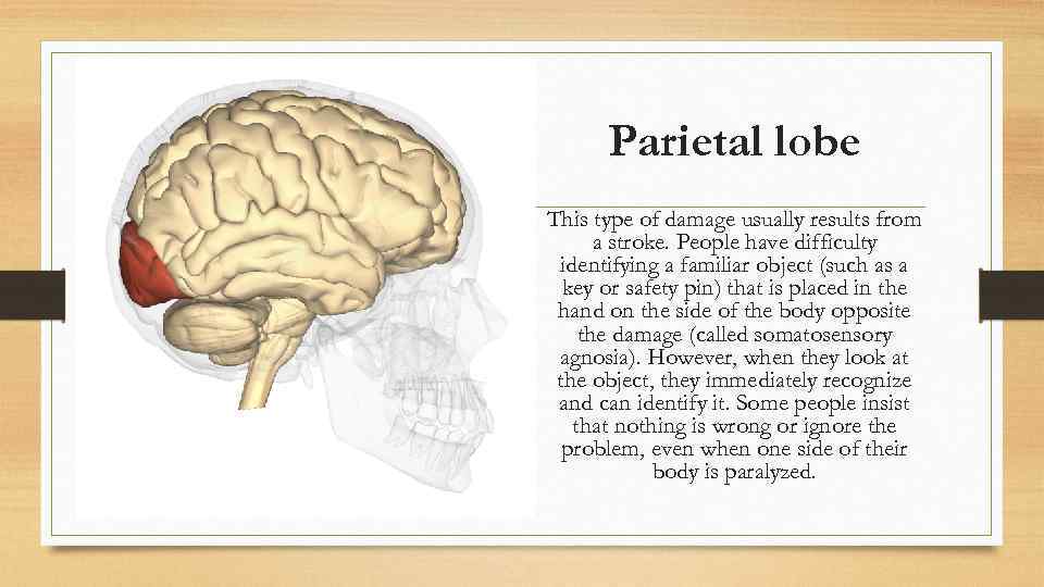 Parietal lobe This type of damage usually results from a stroke. People have difficulty