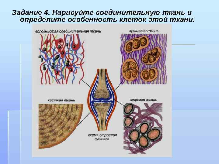 Строение мертвых клеток