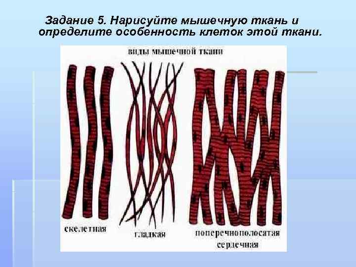 Задание 5. Нарисуйте мышечную ткань и определите особенность клеток этой ткани. 