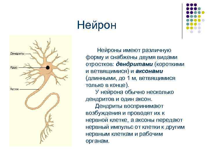 Короткие ветвящиеся отростки нервных клеток