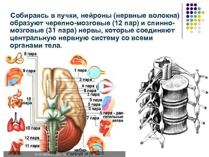 Собираясь в пучки, нейроны (нервные волокна) образуют черепно-мозговые (12 пар) и спинномозговые (31 пара)