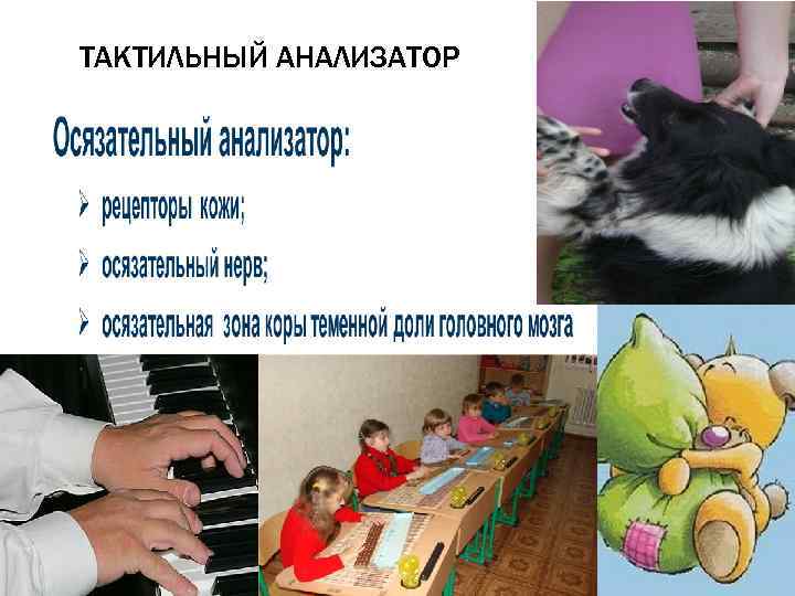 ТАКТИЛЬНЫЙ АНАЛИЗАТОР 