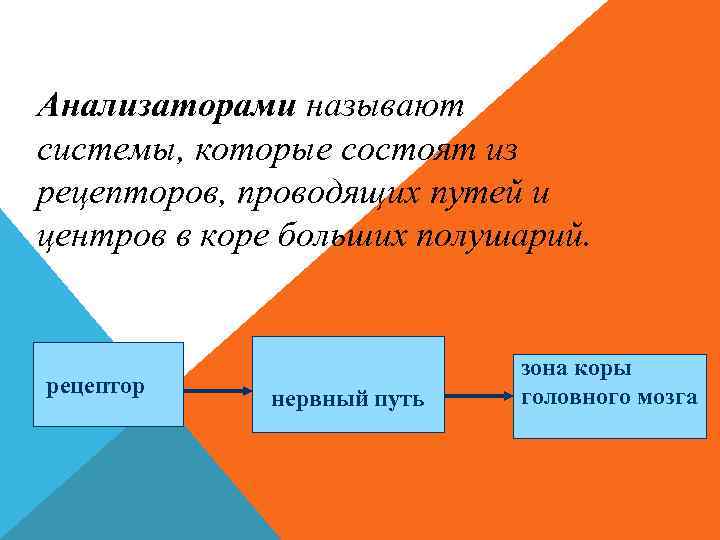 Анализаторами называют системы, которые состоят из рецепторов, проводящих путей и центров в коре больших