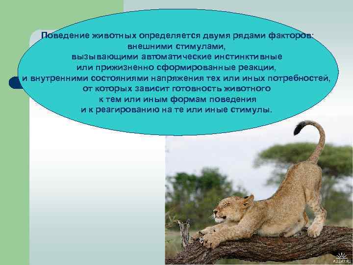  Поведение животных определяется двумя рядами факторов: внешними стимулами, вызывающими автоматические инстинктивные или прижизненно