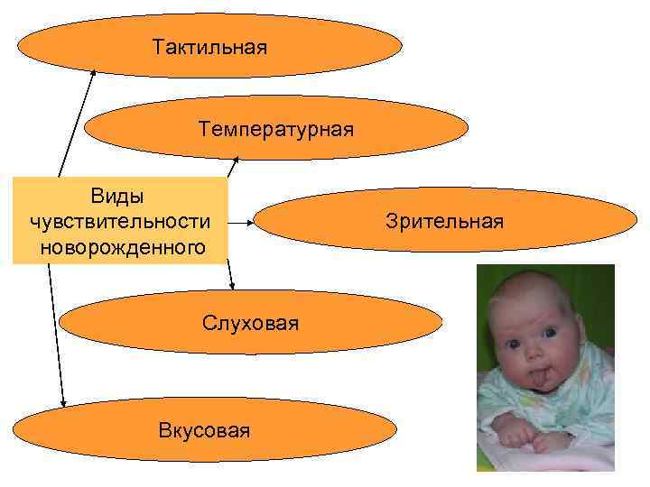 Тактильная Температурная Виды чувствительности новорожденного Слуховая Вкусовая Зрительная 