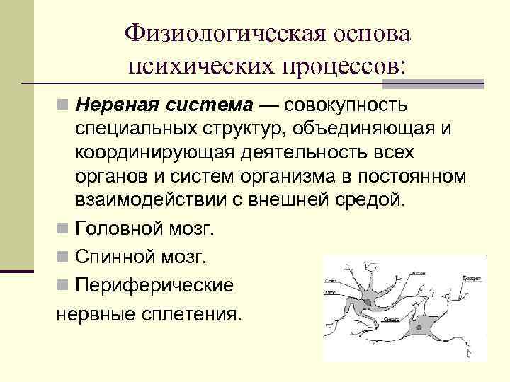 Физиологическая основа психических процессов: n Нервная система — совокупность специальных структур, объединяющая и координирующая
