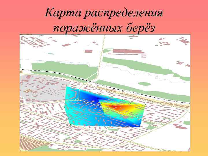 Карта распределения поражённых берёз 
