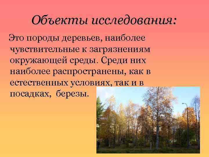 Объекты исследования: Это породы деревьев, наиболее чувствительные к загрязнениям окружающей среды. Среди них наиболее