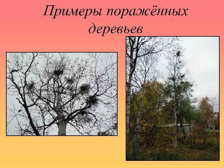 Примеры поражённых деревьев 