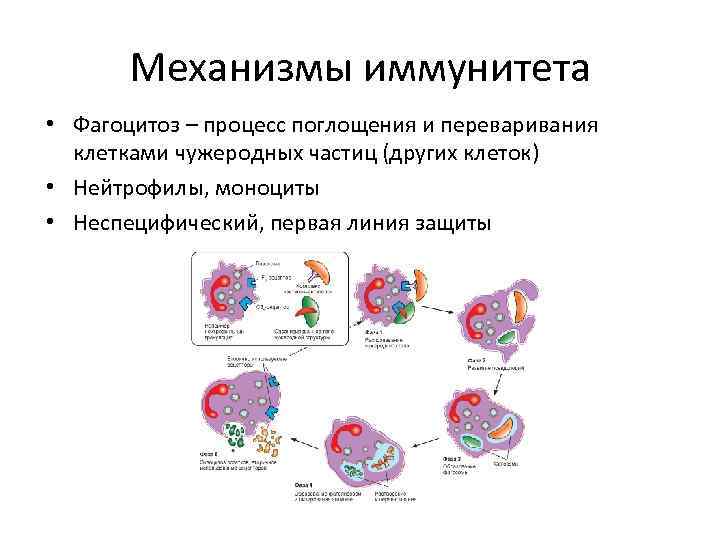 Механизмы иммунитета • Фагоцитоз – процесс поглощения и переваривания клетками чужеродных частиц (других клеток)