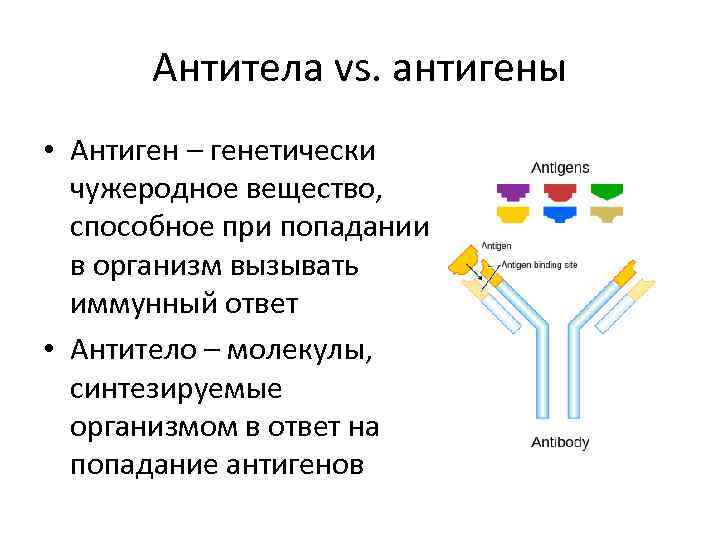 Антитела vs. антигены • Антиген – генетически чужеродное вещество, способное при попадании в организм